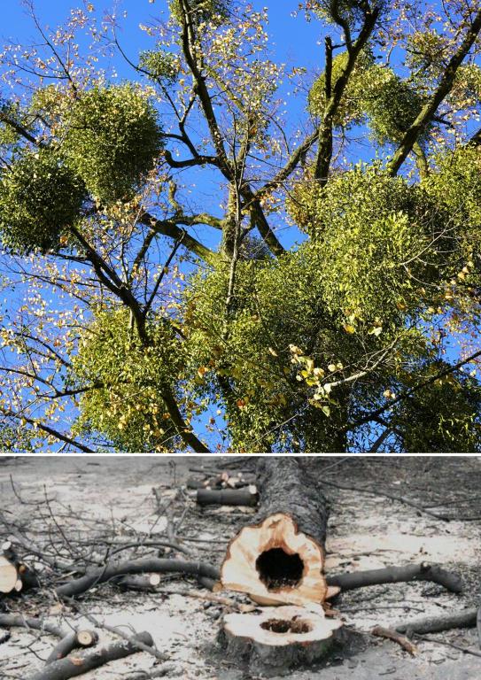 POVODÍ ODRY VYSADÍ U OSTRAVICE NOVÉ STROMY, PŮVODNÍ BYLY NEBEZPEČNÉ