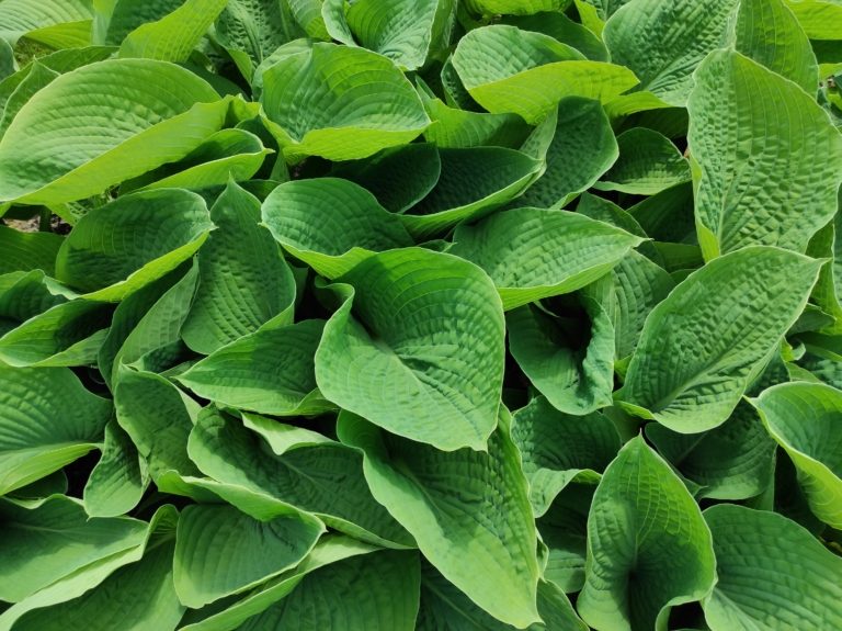 Údržba veřejné zeleně v tomto týdnu