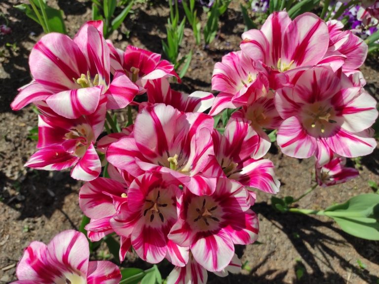 Údržba veřejné zeleně v tomto týdnu