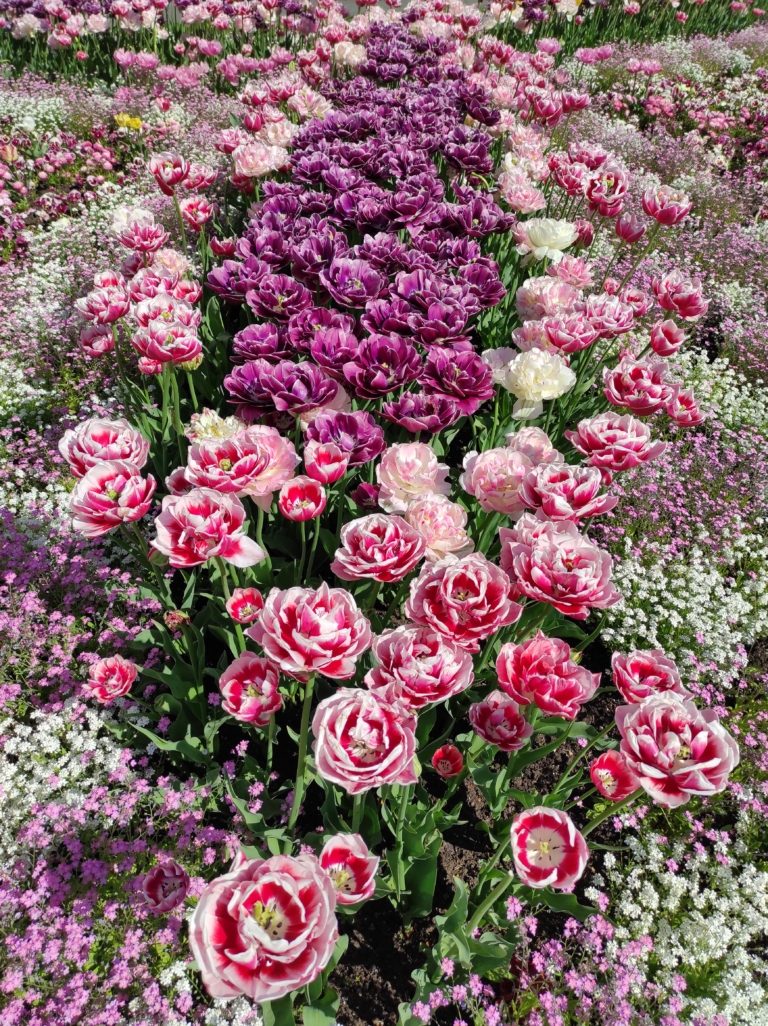 Údržba veřejné zeleně v tomto týdnu