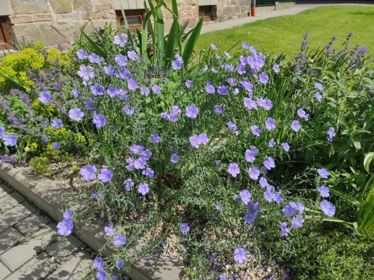 Údržba veřejné zeleně v tomto týdnu