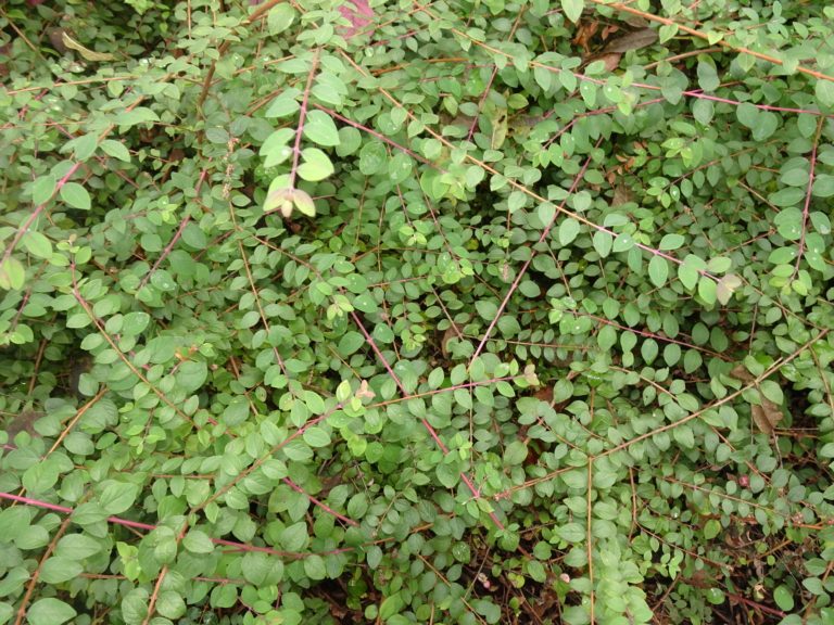 Údržba veřejné zeleně v tomto týdnu