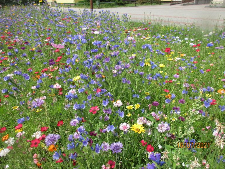 Údržba veřejné zeleně v tomto týdnu