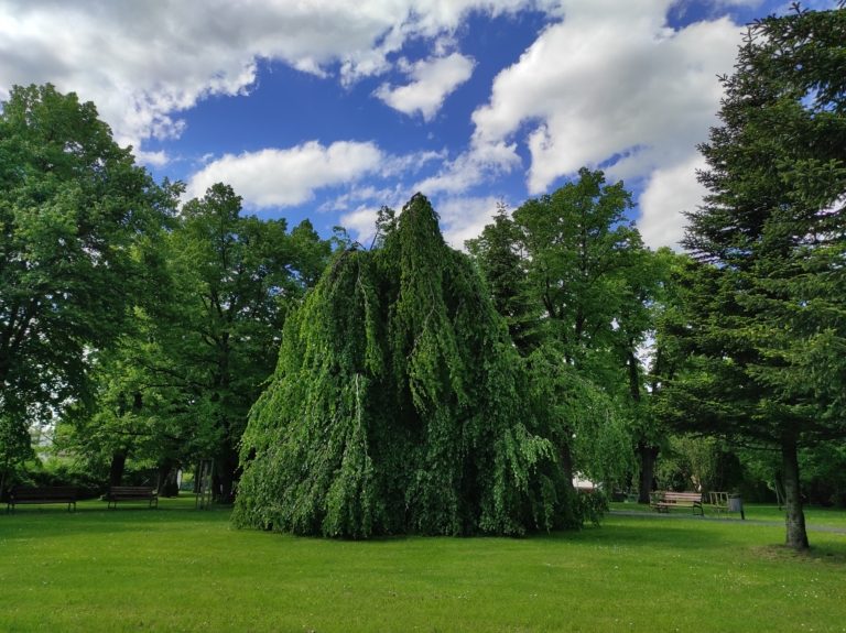Údržba veřejné zeleně v tomto týdnu