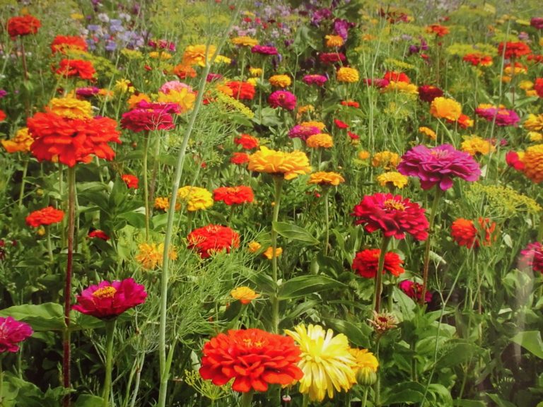 Údržba veřejné zeleně v tomto týdnu