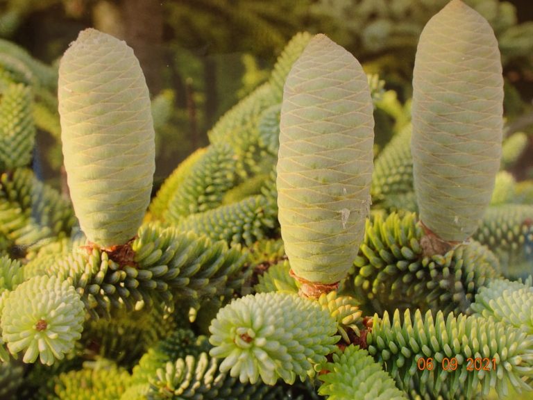 Údržba veřejné zeleně v tomto týdnu