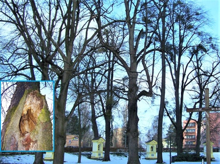 Církev upraví zeleň v areálu frýdecké baziliky, zahrnovat bude i kácení