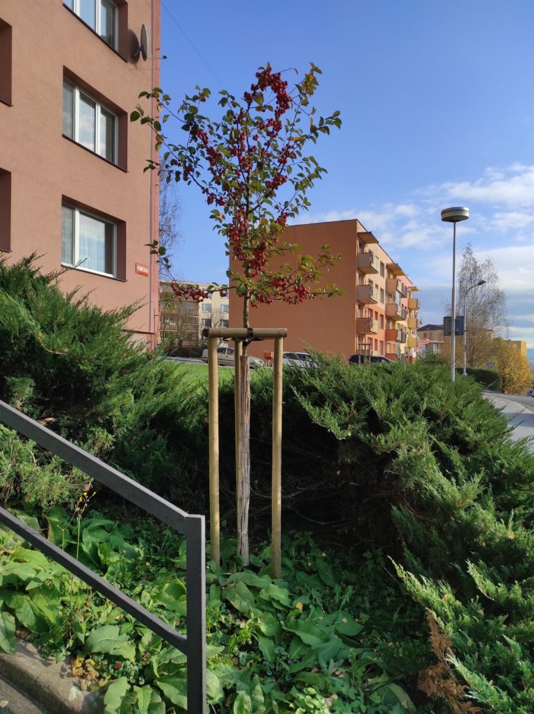 Město na podzim vysadí téměř stovku stromů
