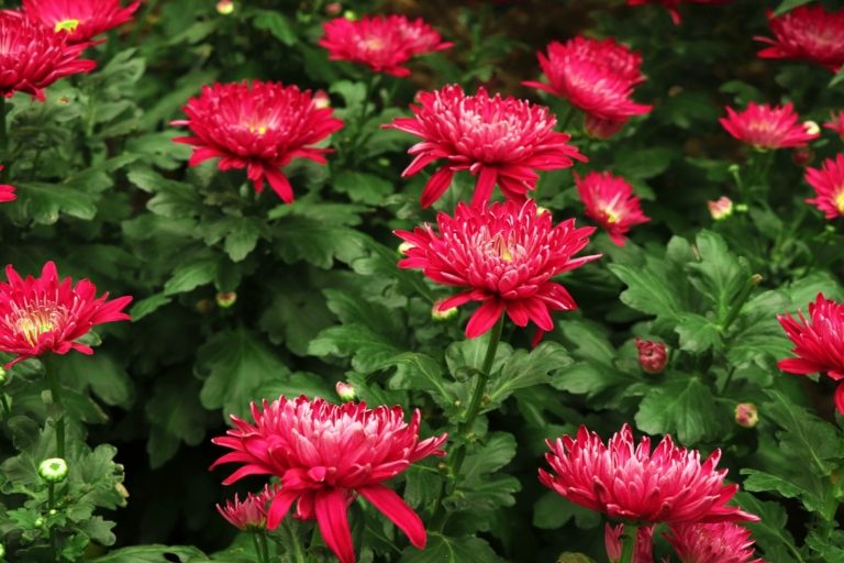 Údržba veřejné zeleně v tomto týdnu