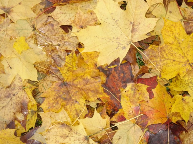 Údržba veřejné zeleně v tomto týdnu