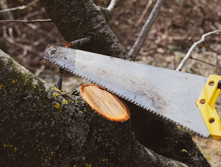 Výzva k ořezu dřevin
