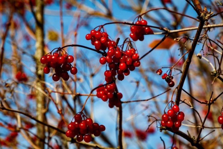Údržba veřejné zeleně v tomto týdnu