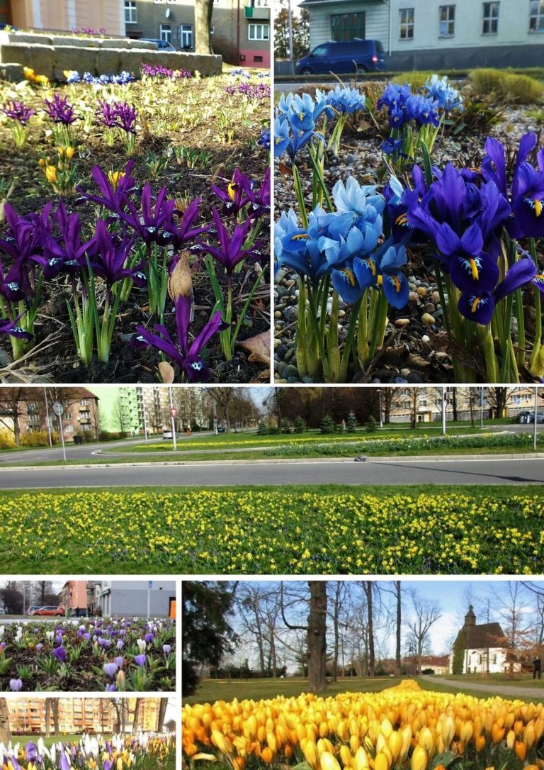 Město plánuje barevné květinové záhony i výsadbu stromů