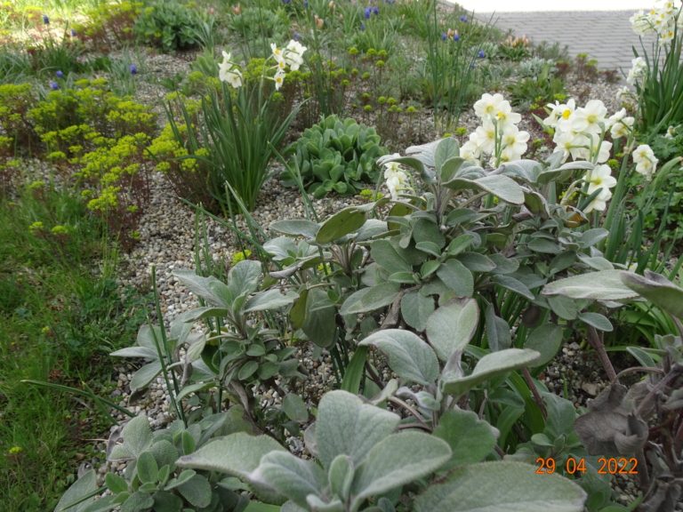 Údržba veřejné zeleně v tomto týdnu