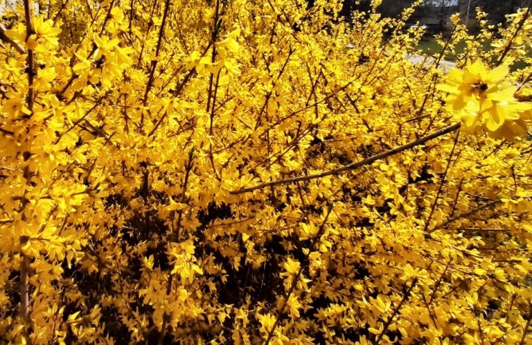 NOVĚ VYSAZENÉ STROMY A KEŘE OŽIVÍ MĚSTO