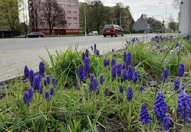 Údržba veřejné zeleně v tomto týdnu