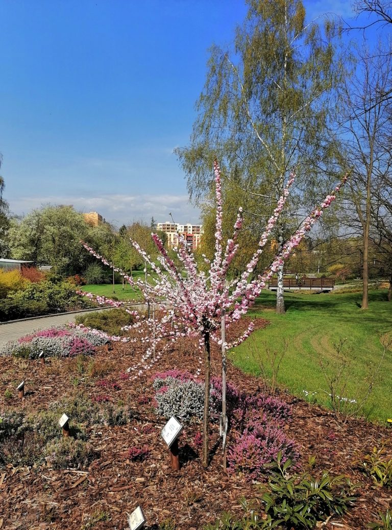 Údržba veřejné zeleně v tomto týdnu