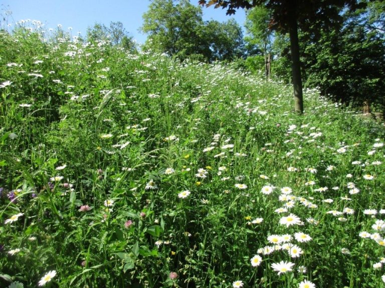 KRÁTKÉ TRÁVNÍKY I KVĚTNATÉ LOUKY: FRÝDKEM-MÍSTKEM OPĚT JEZDÍ SEKAČKY