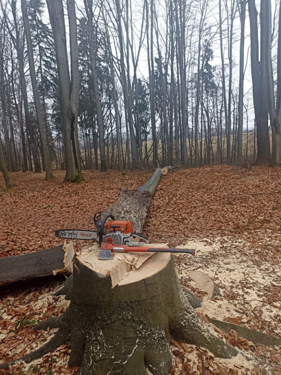 TĚŽBA DŘEVA: HÁJEK A LIPINSKÝ LES