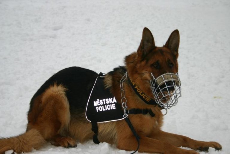 Strážníkům pomáhají služební psi