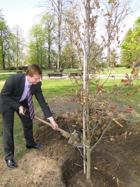 Město vysadí stromy za téměř 2 miliony
