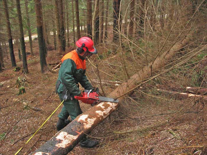DŘEVORUBEC JUNIOR 2010