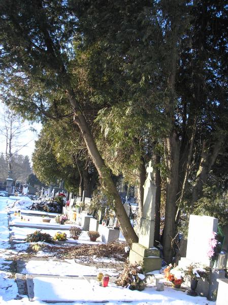 Kácení dřevin na hřbitovech