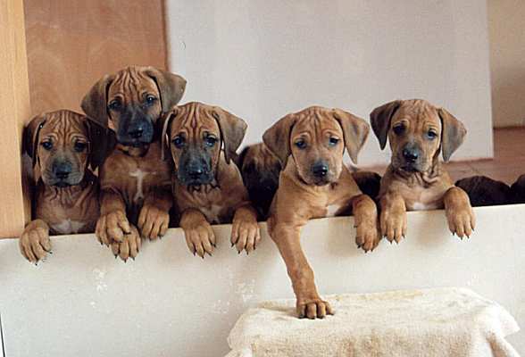 Zastupitelstvo upravilo vyhlášku o poplatku ze psů