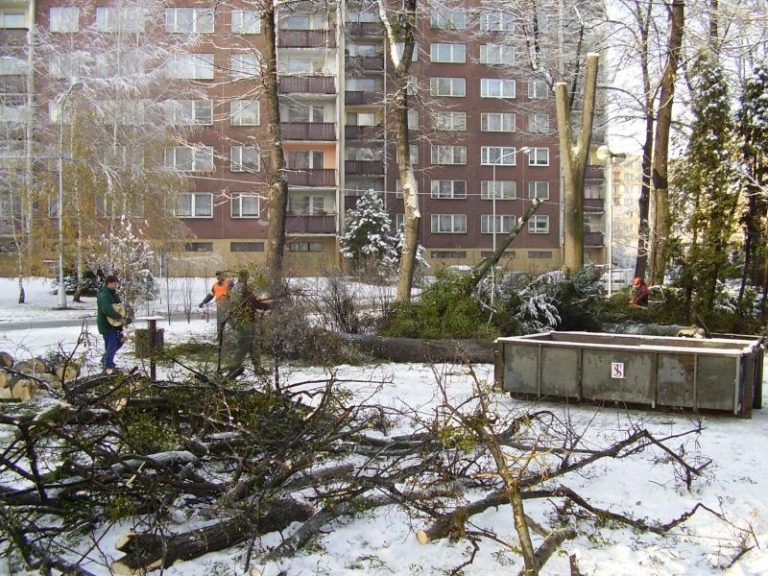 Keře a stromy procházejí omlazováním