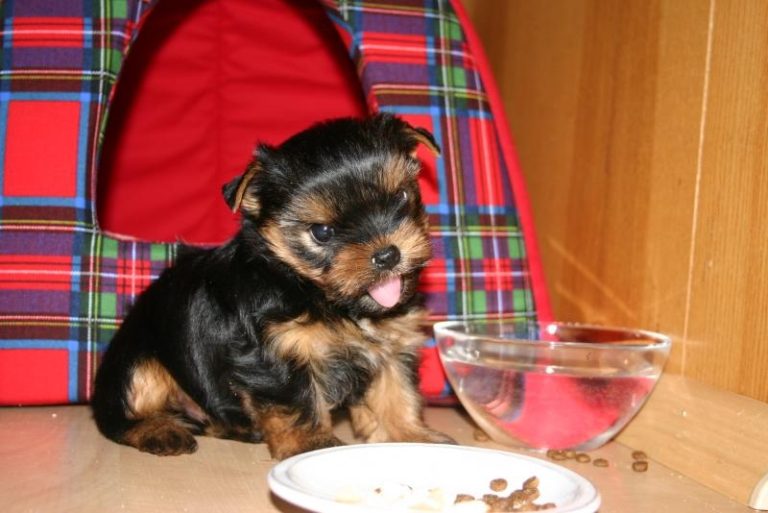 Poplatky ze psů a odpadu jsou splatné do konce května