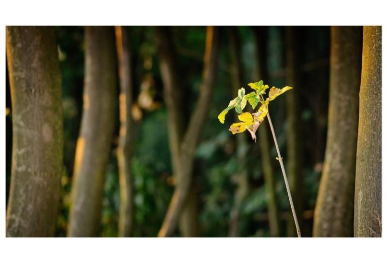 Světový den životního prostředí