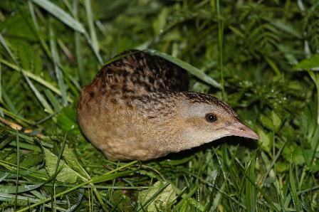 MAPOVÁNÍ CHŘÁSTALA POLNÍHO