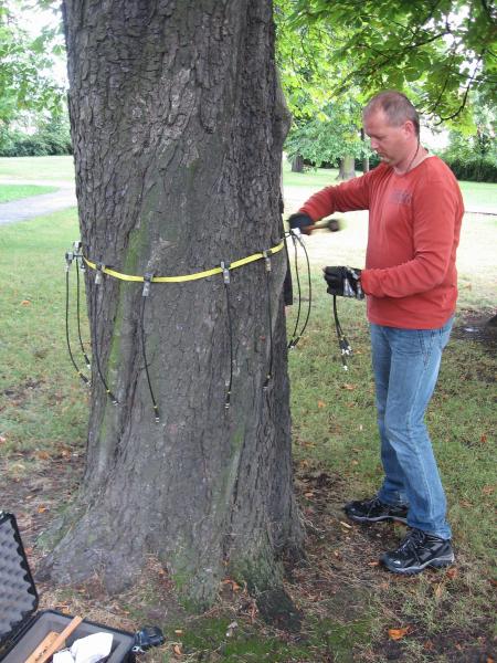 Město nechalo zkontrolovat bezpečnost stromů