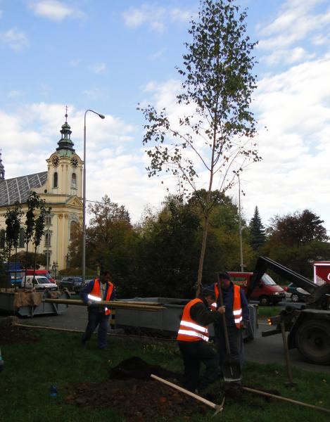 Frýdek-Místek pokračuje v obnově veřejné zeleně