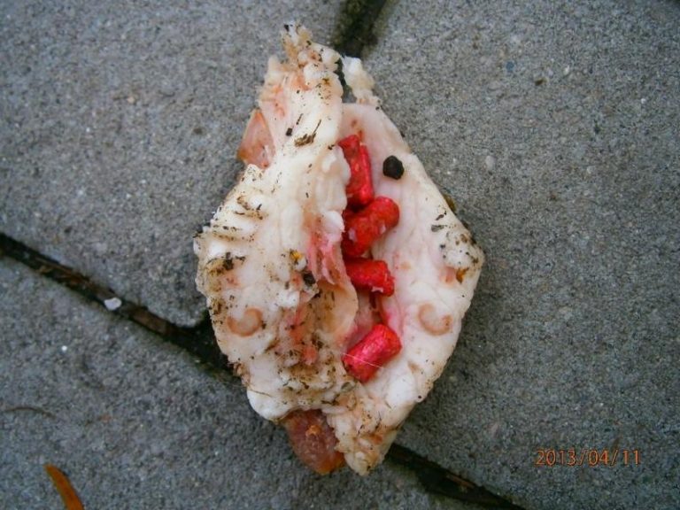 Upozornění pro majitele psů