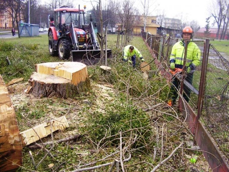 Kácení problémových stromů a omlazování keřů pokračují