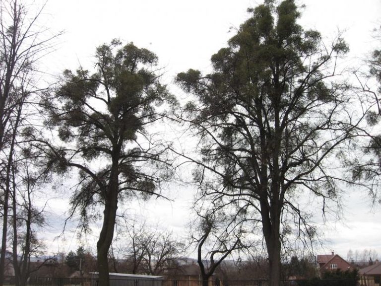 KÁCENÍ LÍP NA HŘBITOVĚ V LÍSKOVCI