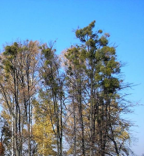 Ve městě odstartuje pilotní projekt na zničení jmelí