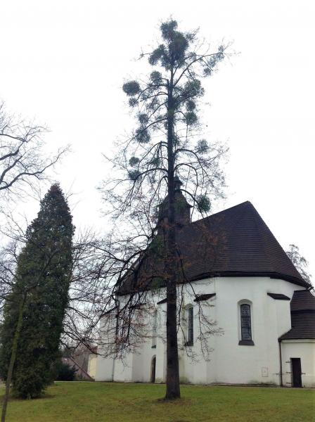 V pátek budou na některé stromy aplikovány postřiky hubící jmelí