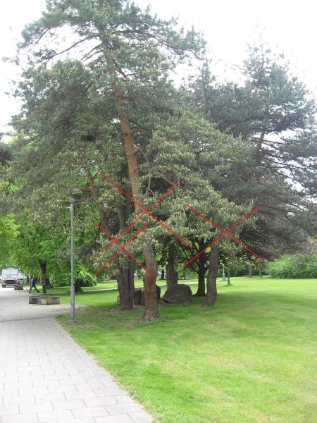 Kácení dřevin z důvodu generální opravy horkovodu proběhne také na sídlištích Bezručovo a Riviéra