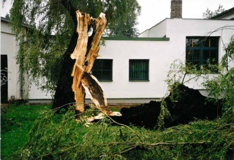 KÁCENÍ DŘEVIN VE VEŘEJNÉ ZELENI