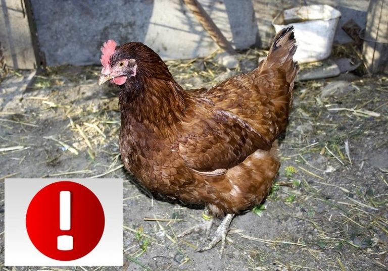 Výskyt ptačí chřipky v obci Dobrá