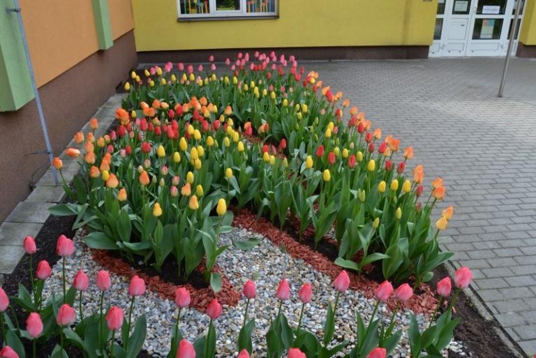 Soutěž o nejhezčí tulipánový záhon vyhrála 2. ZŠ