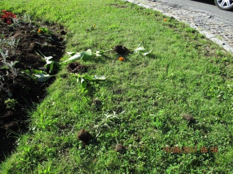 Květinový záhon poničili vandalové. Zdá se vám to normální?