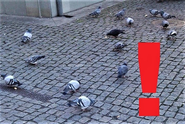 Nekrmte holuby a kočky