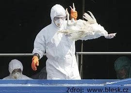 Výskyt ptačí chřipky