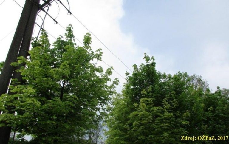 KÁCENÍ A OŘEZY DŘEVIN V OCHRANNÝCH PÁSMECH INŽENÝRSKÝCH SÍTÍ