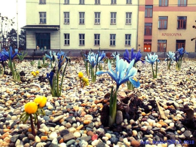 Město Frýdek-Místek se halí do květů