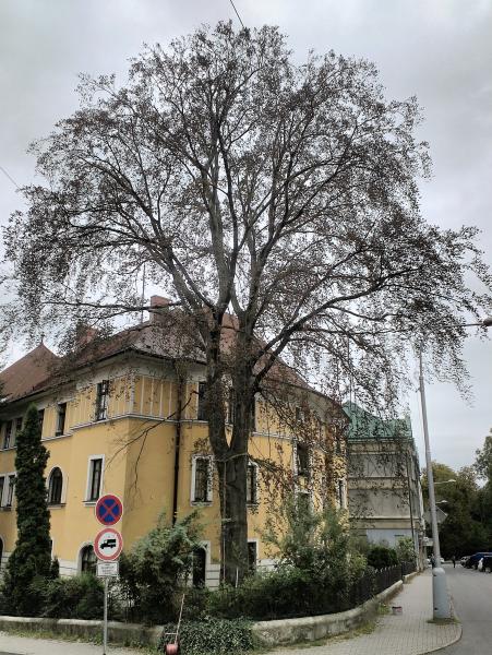 Město kontroluje bezpečnost stromů