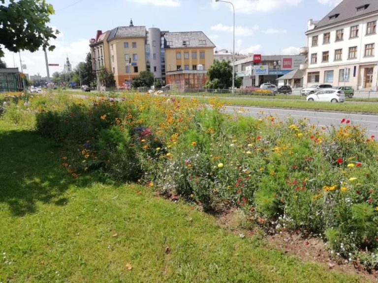 Květnaté louky v centru města